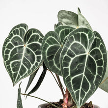Lade das Bild in den Galerie-Viewer, Anthurium clarinervium Plants Almost Paradise Berlin 
