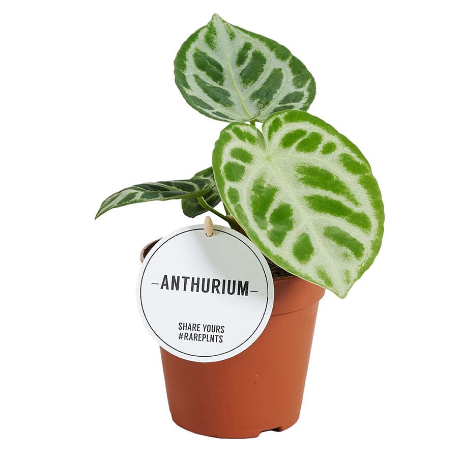 Anthurium Crystallinum Silver Blush 12/30 Plants Almost Paradise Berlin 