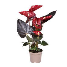 Lade das Bild in den Galerie-Viewer, Anthurium Delicata 14/40 Plants Almost Paradise Berlin 
