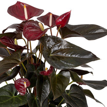 Lade das Bild in den Galerie-Viewer, Anthurium Delicata 14/40 Plants Almost Paradise Berlin 
