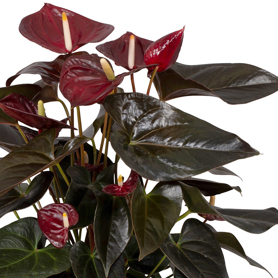 Anthurium Delicata 14/40 Plants Almost Paradise Berlin 