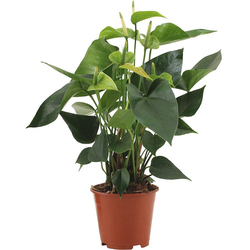 Anthurium Princess Alexia Jade 14/45 Plants Almost Paradise Berlin 