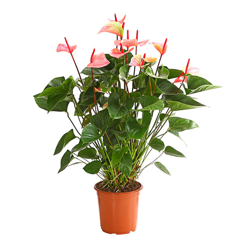 Anthurium Pure Orange 21/80 Plants Almost Paradise Berlin 