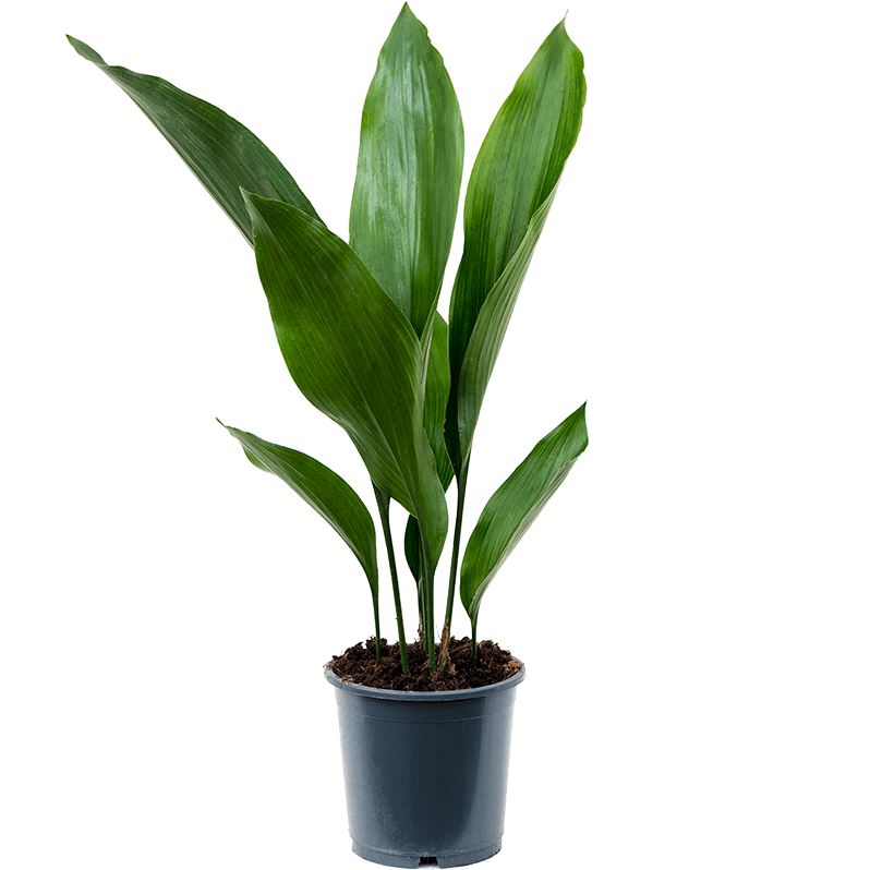 Aspidistra elatior 13/50 Plants Almost Paradise Berlin 