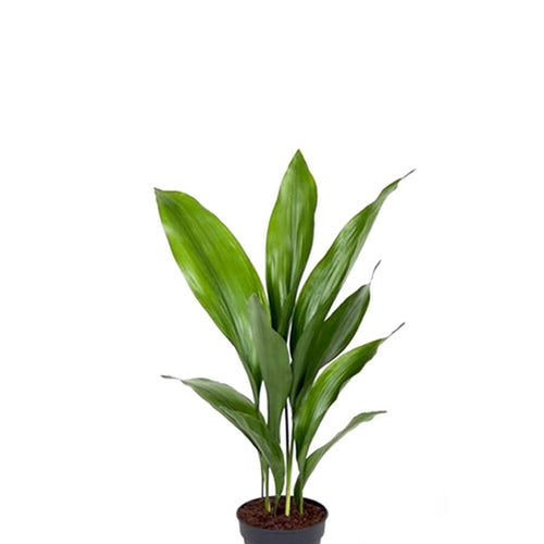 Aspidistra elatior 50cm Plants Almost Paradise Berlin 