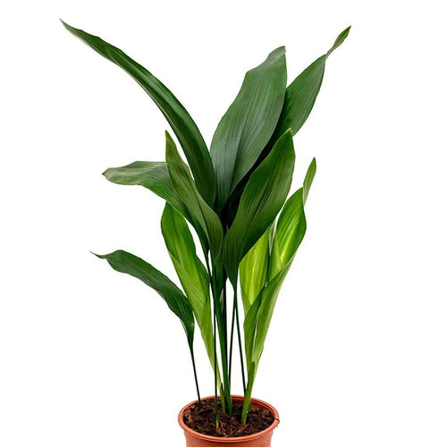 Aspidistra elatior 85cm Plants Almost Paradise Berlin 