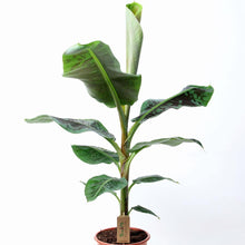 Load image into Gallery viewer, Banana - Musa &quot;Dwarf Cavendish&quot; 21/100 Plants Almost Paradise Berlin 
