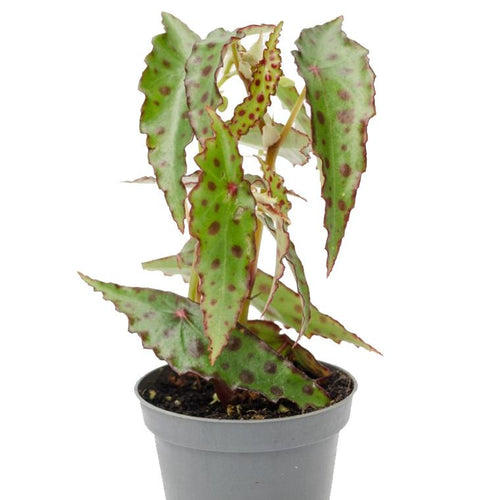 Begonia Amphioxos Baby plant 9/25 Plants Almost Paradise Berlin 