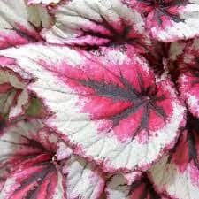 Begonia Beleaf Evening Glory 12/20 Plants Almost Paradise Berlin 