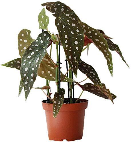 Begonia maculata 12/35 Plants Almost Paradise Berlin 