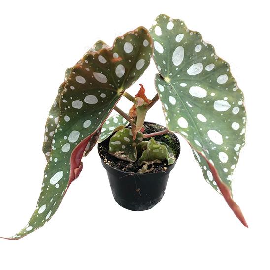 Begonia maculata Baby plant Plants Almost Paradise Berlin 