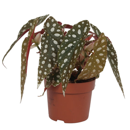 Begonia maculata 