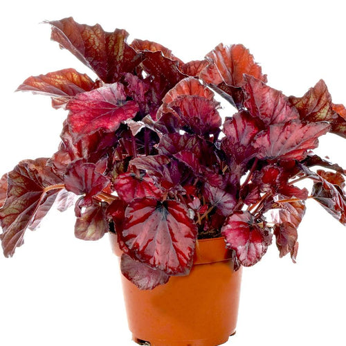 Begonia 