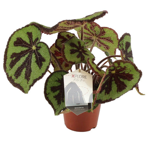 Begonia masoniana Mountain 15/30 Plants Almost Paradise Berlin 