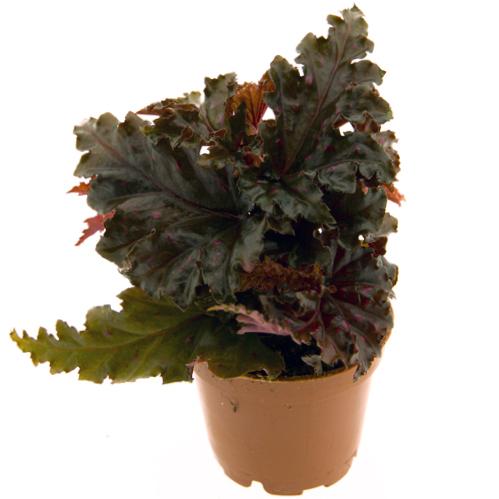 Begonia Sera-ti-Petala mini Baby Plant Plants Almost Paradise Berlin 