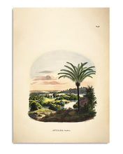 Load image into Gallery viewer, Botanical Palm Print 50 x70 #3538 Homeware The Dybdahl 

