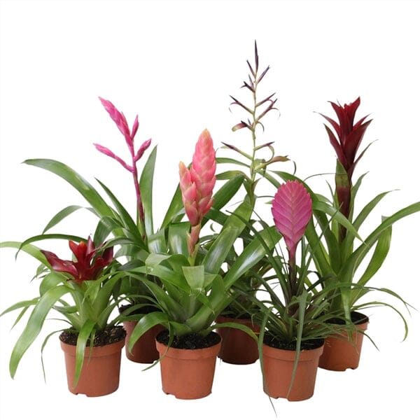 Bromelia Forrest baby mix Plants Almost Paradise Berlin 