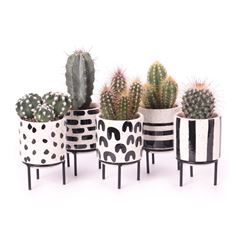 Cactus mix in Black art pot 6/18 Plants Almost Paradise Berlin 