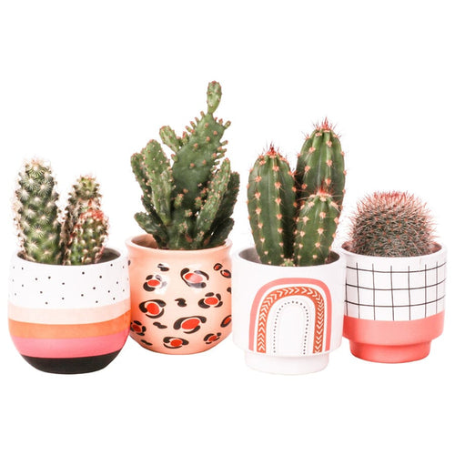 Cactus mix in Boho ceramic pot 6/15 Plants Almost Paradise Berlin 