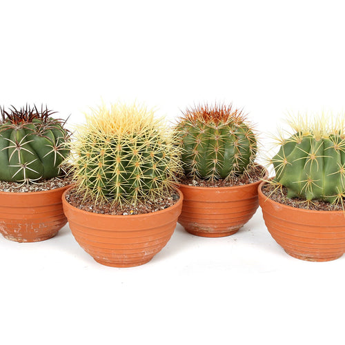 Cactus mix in ceramic pot 13/15 Plants Almost Paradise Berlin 