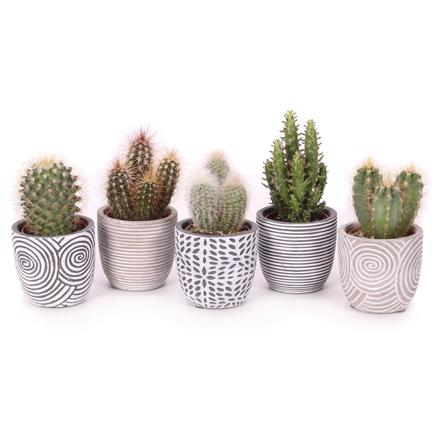 Cactus mix in ceramic pot 7/10 Plants Almost Paradise Berlin 