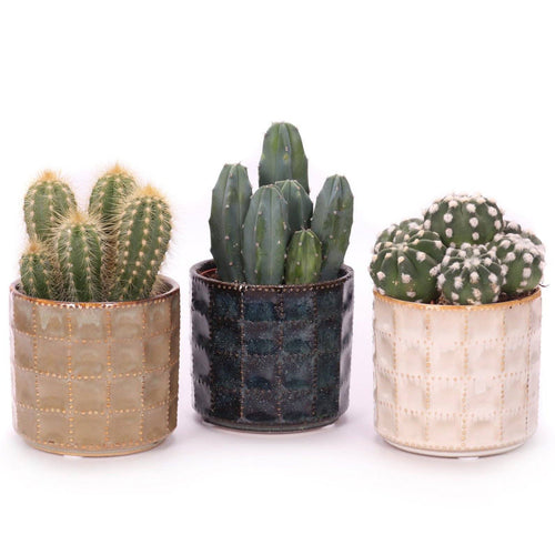 Cactus mix in El Madero ceramic pot 10/20 Plants Almost Paradise Berlin 