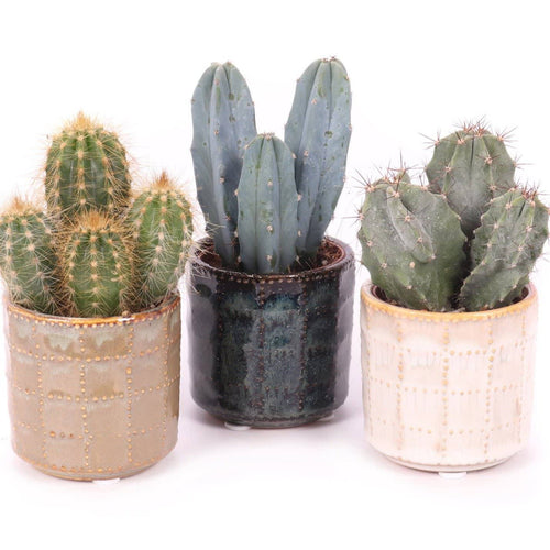 Cactus mix in El Madero ceramic pot 6/12 Plants Almost Paradise Berlin 