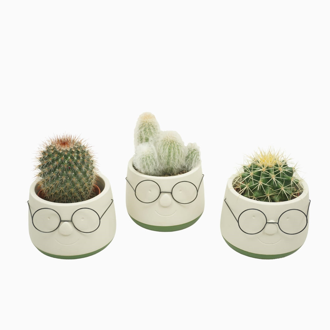 Cactus mix in pot with glasses 12/10-20 Plants Almost Paradise Berlin 