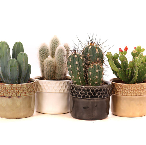 Cactus mix in Siwa ceramic pot 10/20 Plants Almost Paradise Berlin 