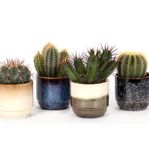 Cactus mix in Suez ceramic pot 10/20 Plants Almost Paradise Berlin 