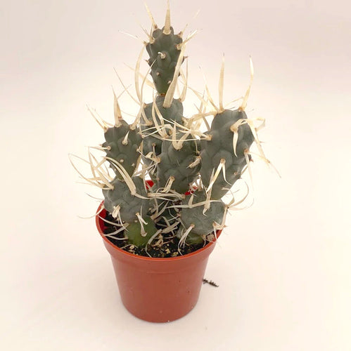 Cactus Tephrocactus articulatus 10.5/15 Plants Almost Paradise Berlin 