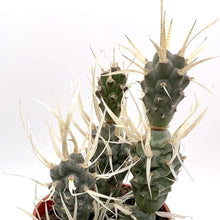 Load image into Gallery viewer, Cactus Tephrocactus articulatus 6.5/10 Plants Almost Paradise Berlin 
