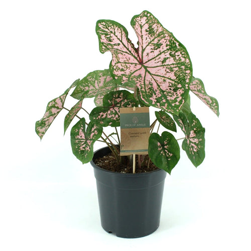 Caladium Florida Elise 24/80 Plants Almost Paradise Berlin 