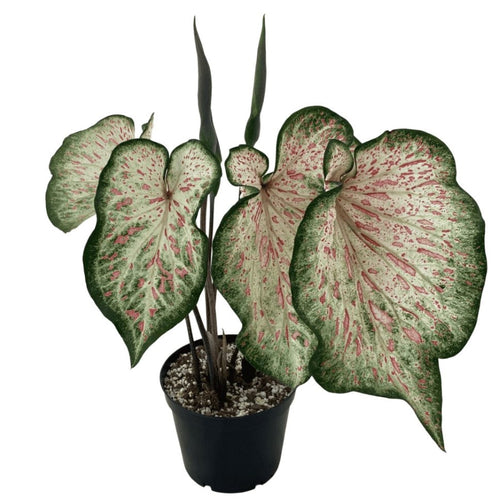 Caladium Gingerland 13/25 Plants Almost Paradise Berlin 