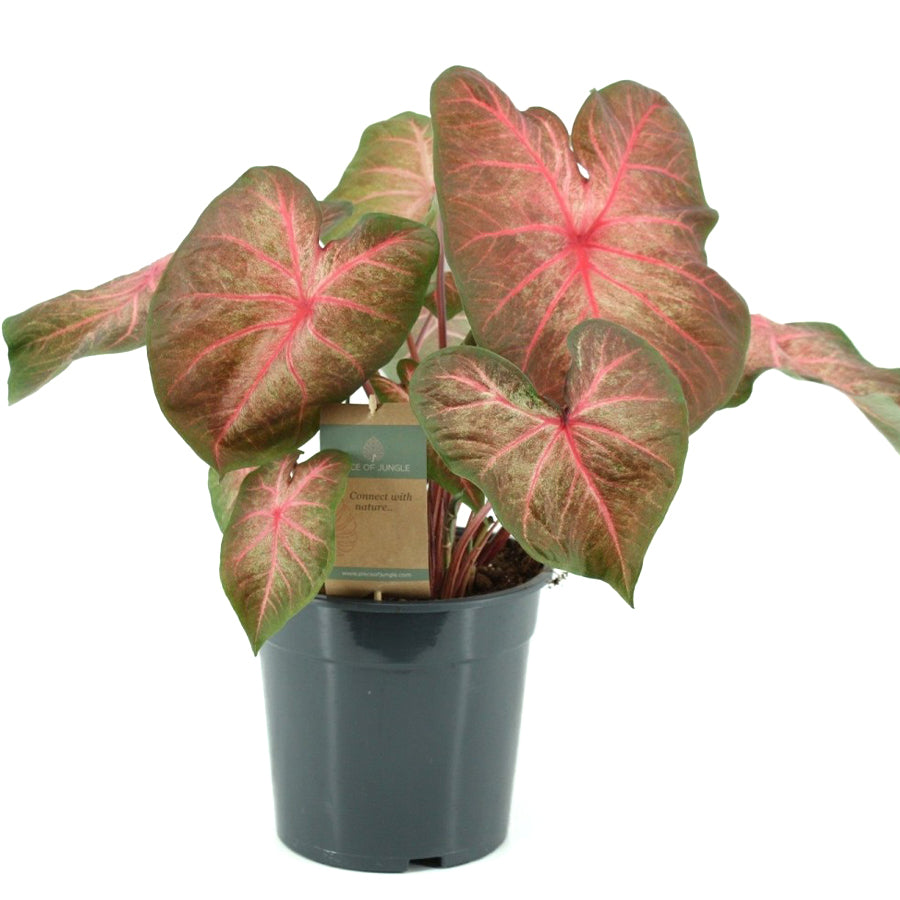 Caladium Kathleen 24/80 Plants Almost Paradise Berlin 