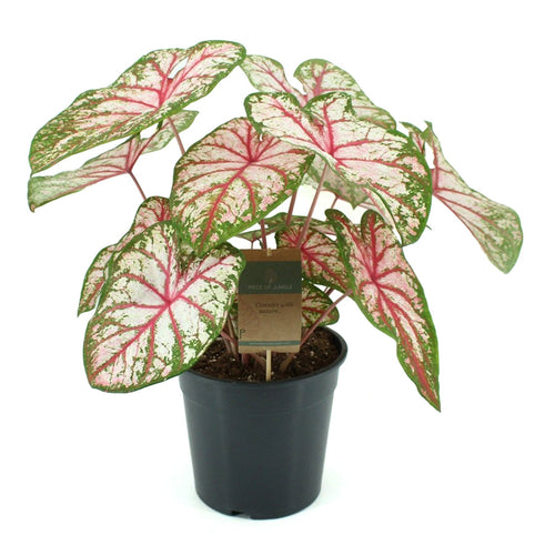 Caladium Peppermint 13/30 Plants Almost Paradise Berlin 