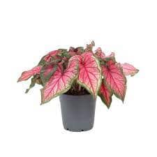 Caladium Roze 12/35 Plants Almost Paradise Berlin 