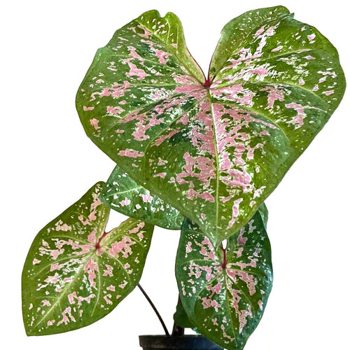 Caladium Seafoam Pink 24/80 Plants Almost Paradise Berlin 