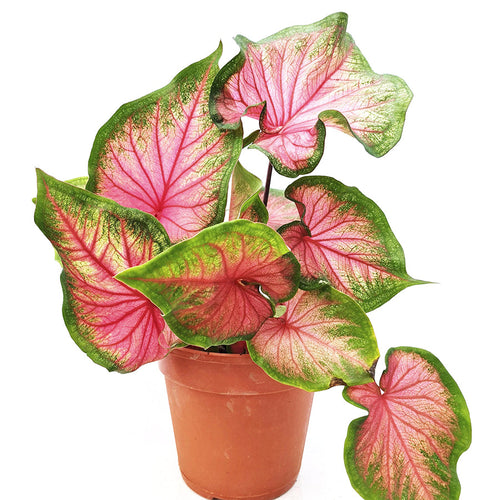 Caladium Sweethart 13/30 Plants Almost Paradise Berlin 