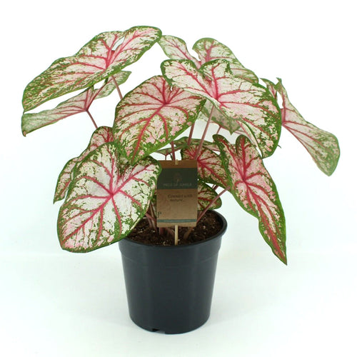 Caladium Tapestry 24/80 Plants Almost Paradise Berlin 