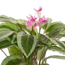 Load image into Gallery viewer, Calathea Bicajoux Gecko 17/60 Plants Almost Paradise Berlin 
