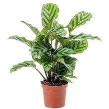 Load image into Gallery viewer, Calathea concinna &quot;Freddie&quot; 12/35 Plants Almost Paradise Berlin 
