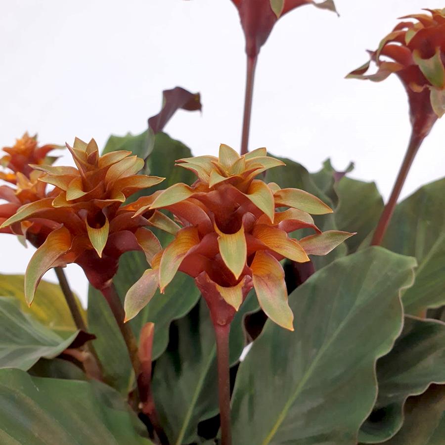 Calathea crocata orange-green 14/40 Plants Almost Paradise Berlin 