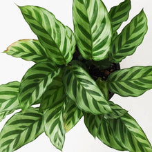 Load image into Gallery viewer, Calathea &quot;Freddie&quot; Plants Almost Paradise Berlin 
