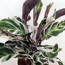 Load image into Gallery viewer, Calathea &quot;Fusion White&quot; 14/40 Plants Almost Paradise Berlin 
