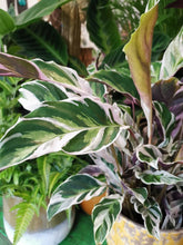 Load image into Gallery viewer, Calathea &quot;Fusion White&quot; 14/40 Plants Almost Paradise Berlin 
