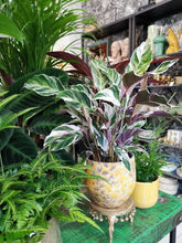 Load image into Gallery viewer, Calathea &quot;Fusion White&quot; 14/40 Plants Almost Paradise Berlin 
