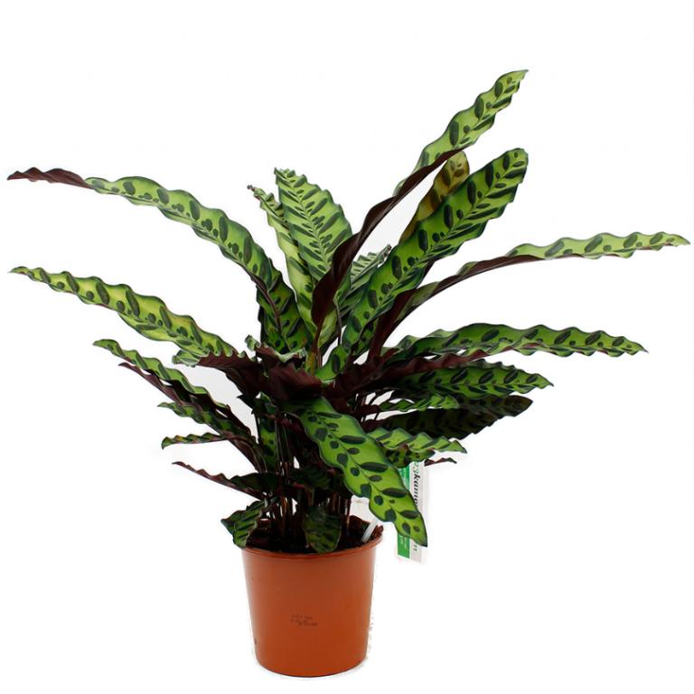 Calathea lancifolia 