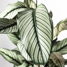 Load image into Gallery viewer, Calathea majestica &quot;White star&quot; 17/40 Plants Almost Paradise Berlin 
