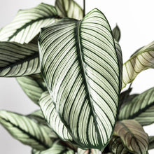 Load image into Gallery viewer, Calathea majestica &quot;Whitestar&quot; 19/70 Plants Almost Paradise Berlin 
